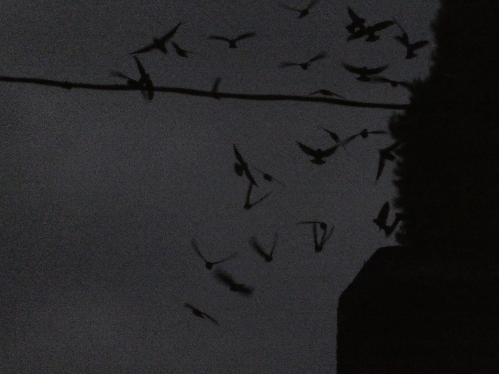 A flock of swifts silhouetted against a dark sky, circling a chimney. 