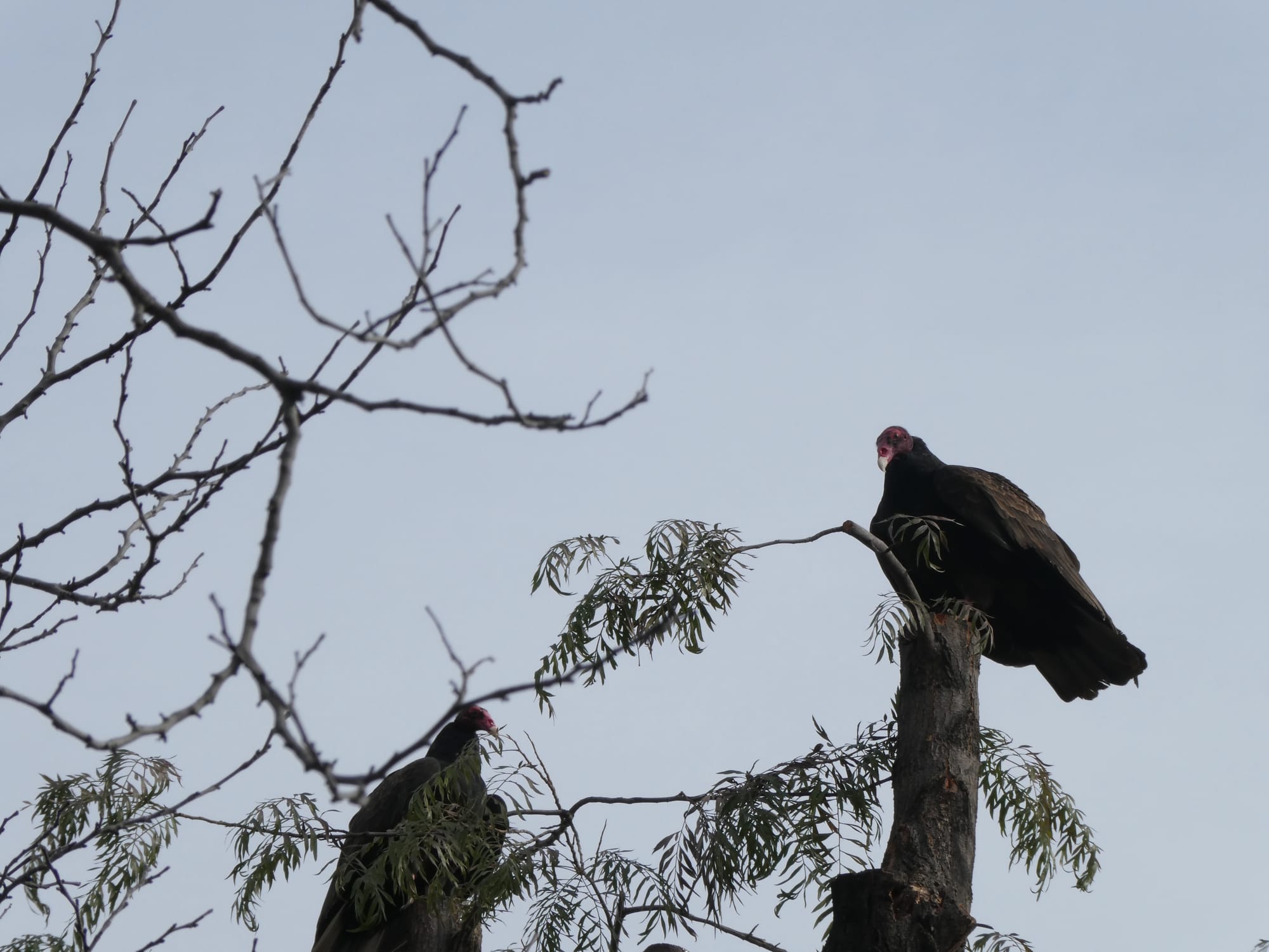 Two turkey vultures sitting in a tree. No kissing so far as I can tell.
